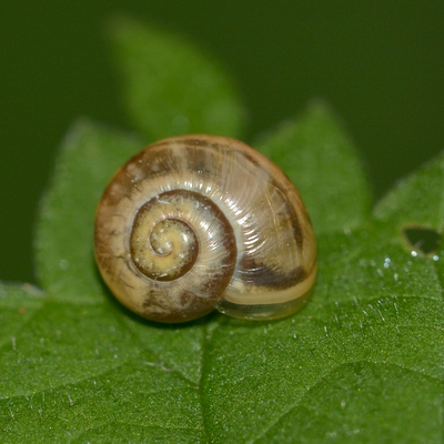 snegl Gastropoda forskellige sneglehuse