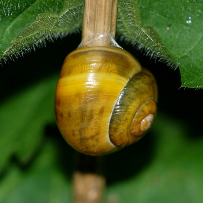 snegl Gastropoda forskellige sneglehuse