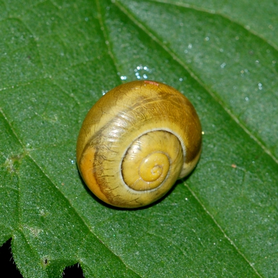 snegl Gastropoda forskellige sneglehuse