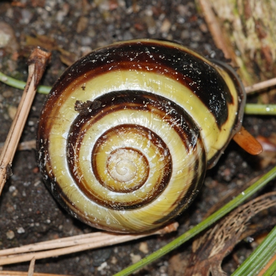 snegl Gastropoda forskellige sneglehuse