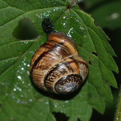 snegl Gastropoda forskellige sneglehuse