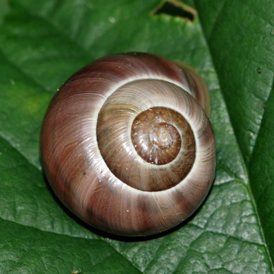 snegl Gastropoda forskellige sneglehuse