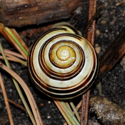 snegl Gastropoda forskellige sneglehuse