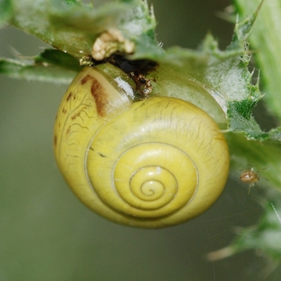 snegl Gastropoda forskellige sneglehuse