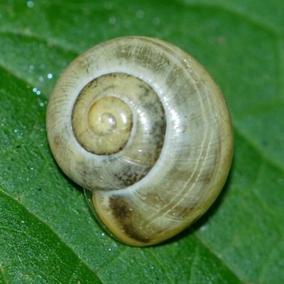 snegl Gastropoda forskellige sneglehuse