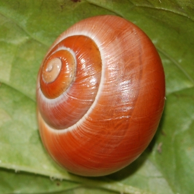 snegl Gastropoda forskellige sneglehuse