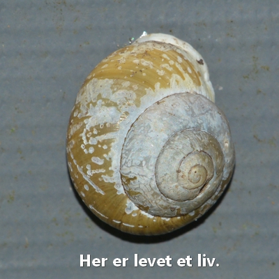 snegl Gastropoda forskellige sneglehuse