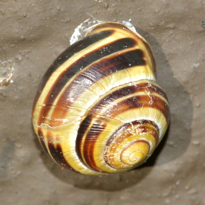 snegl Gastropoda forskellige sneglehuse