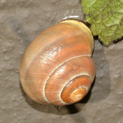 snegl Gastropoda forskellige sneglehuse