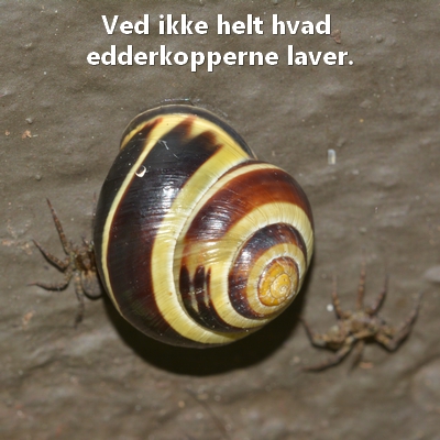 snegl Gastropoda forskellige sneglehuse