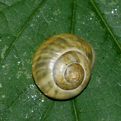 snegl Gastropoda forskellige sneglehuse