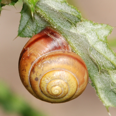 snegl Gastropoda forskellige sneglehuse