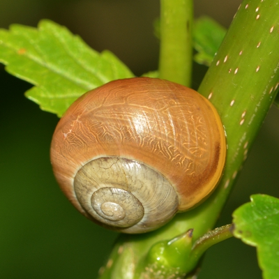 snegl Gastropoda forskellige sneglehuse