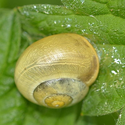 snegl Gastropoda forskellige sneglehuse