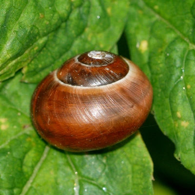 snegl Gastropoda forskellige sneglehuse