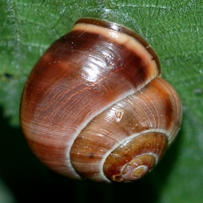 snegl Gastropoda forskellige sneglehuse