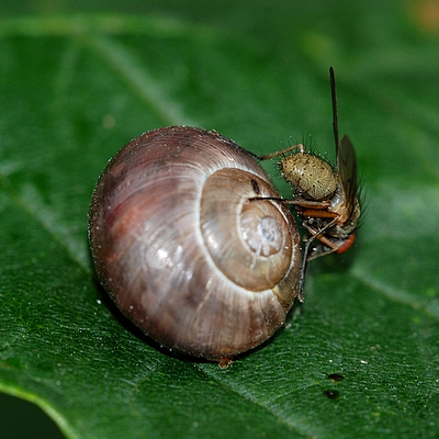 snegl Gastropoda forskellige sneglehuse