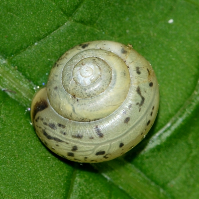 snegl Gastropoda forskellige sneglehuse