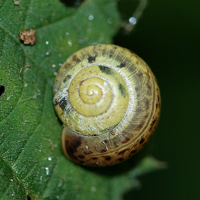 snegl Gastropoda forskellige sneglehuse