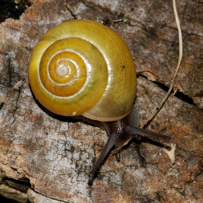 snegl Gastropoda forskellige sneglehuse