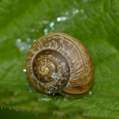 snegl Gastropoda forskellige sneglehuse