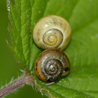 snegl Gastropoda forskellige sneglehuse