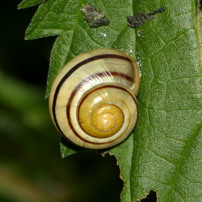 snegl Gastropoda forskellige sneglehuse