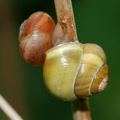 snegl Gastropoda forskellige sneglehuse