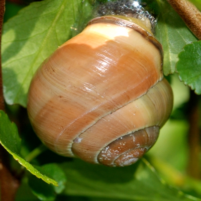 snegl Gastropoda forskellige sneglehuse