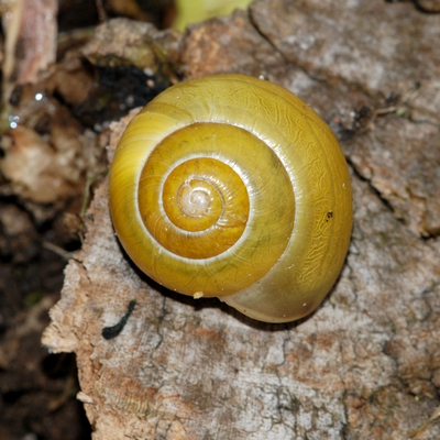 snegl Gastropoda forskellige sneglehuse