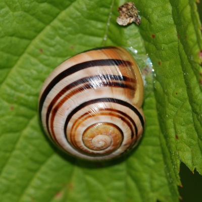 snegl Gastropoda forskellige sneglehuse