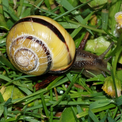 snegl Gastropoda forskellige sneglehuse