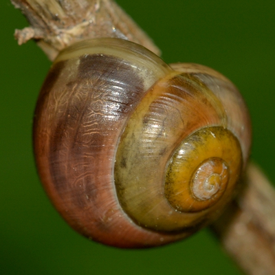 snegl Gastropoda forskellige sneglehuse