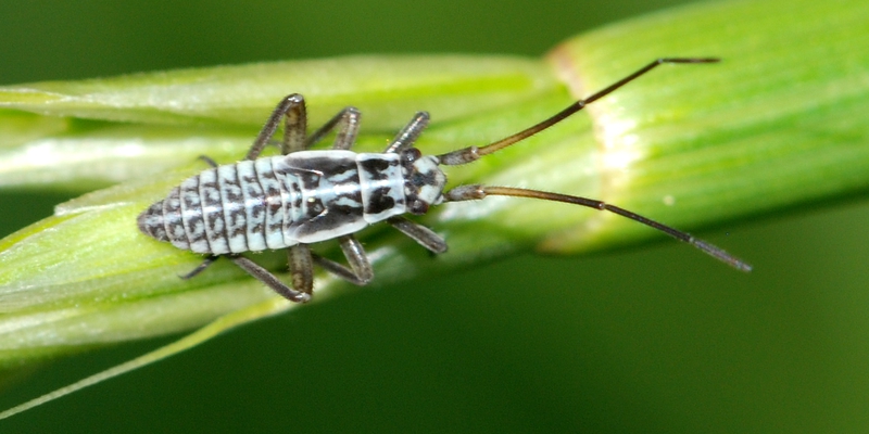 tæge Heteroptera