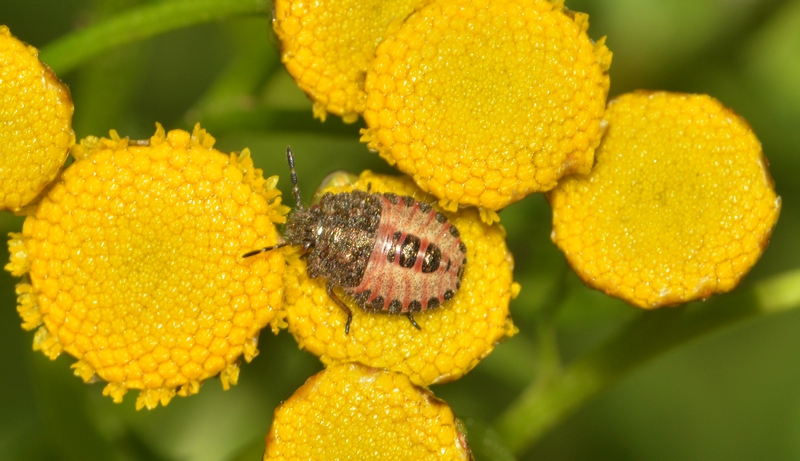 tæge Heteroptera nymfe