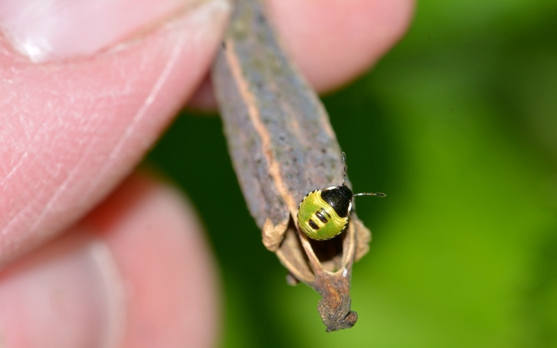 tæge Heteroptera