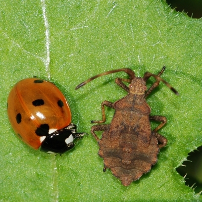 tæge Heteroptera