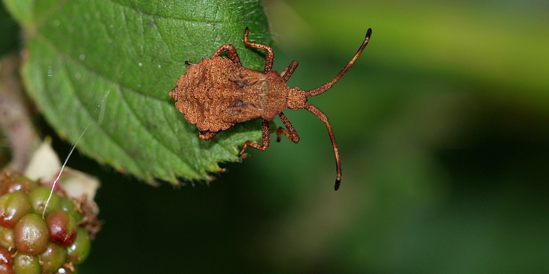 tæge Heteroptera