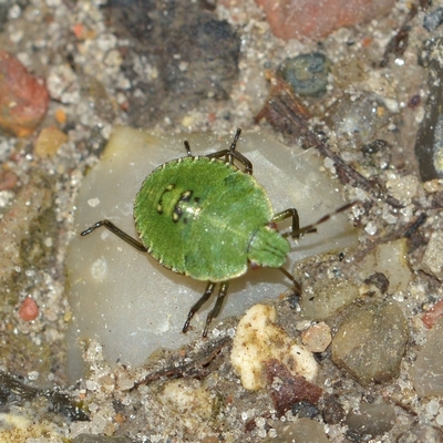 tæge Heteroptera