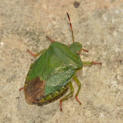 tæge Heteroptera