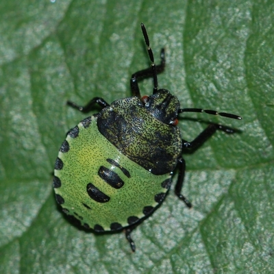 tæge Heteroptera