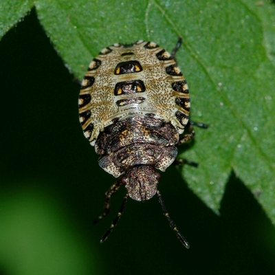 tæge Heteroptera