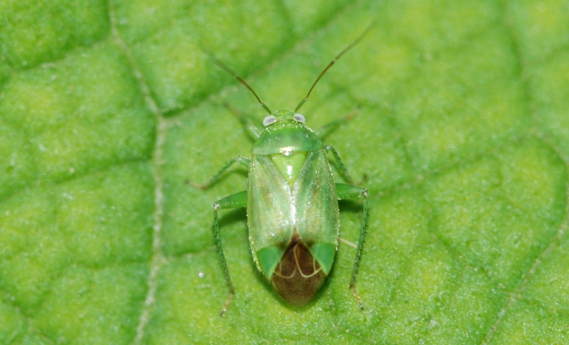 tæge Heteroptera