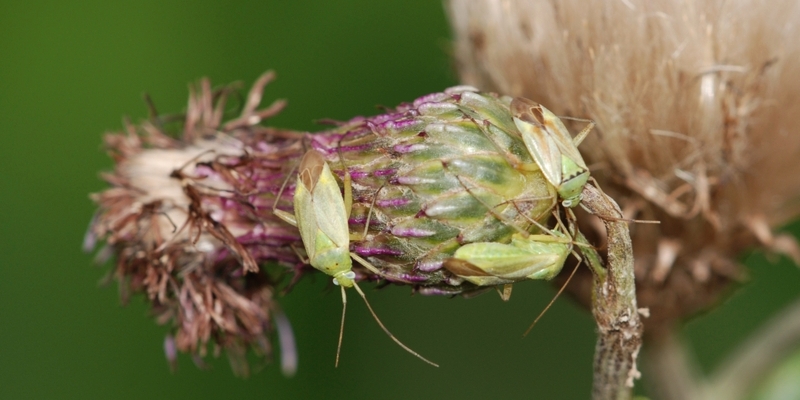 tæge Heteroptera