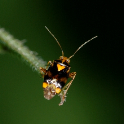 tæge Heteroptera