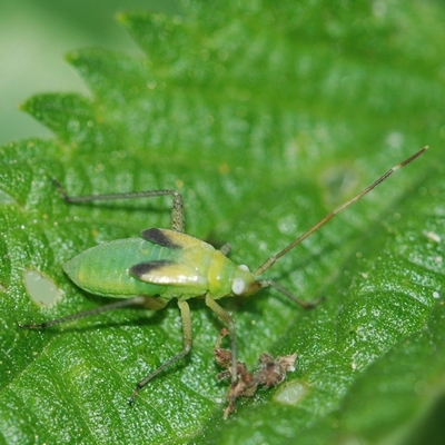 tæge Heteroptera