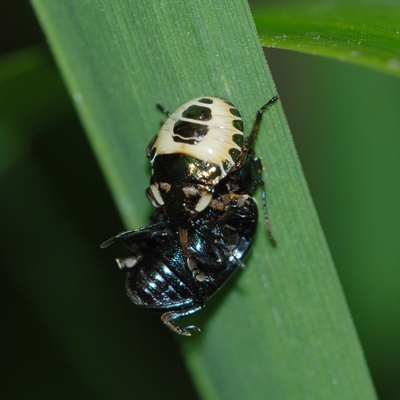 tæge Heteroptera