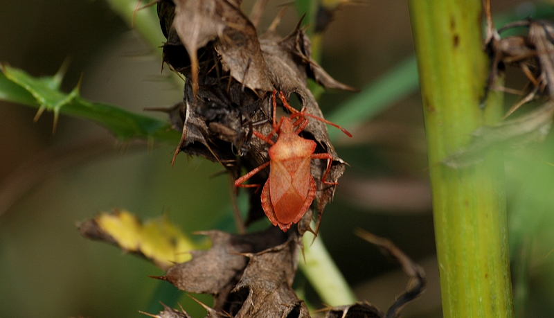 tæge Heteroptera