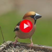 kernebider spiser solsikker videoklip