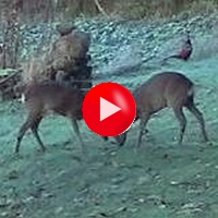 rådyr spiser æble videoklip